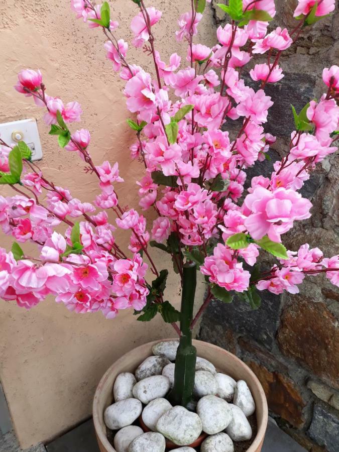 Piazzogna Holiday Home Casa Stefi מראה חיצוני תמונה